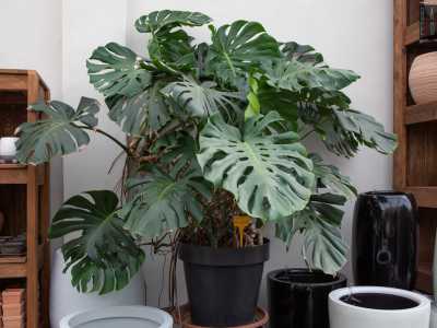 �Di lei conservo ancora una monstera che ha oltre 60 anni e sulla quale ho apposto per� il cartellino �non in vendita��